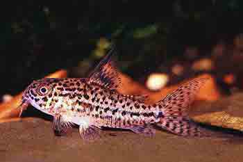 Corydoras breei